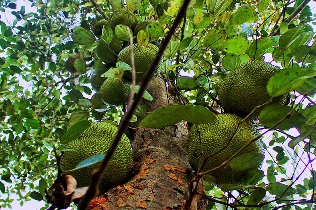 (c) Jackfruit-fleischersatz.de